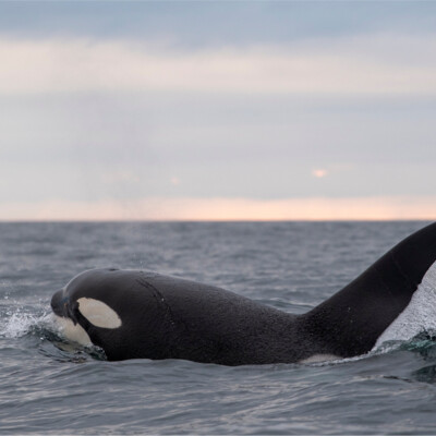 Whale watching in the summer